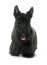 A beautifully groomed adult Scottish Terrier, showing off its long fringe and pointed ears