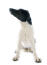 A Smooth Fox Terrier with a beautiful white body and black head