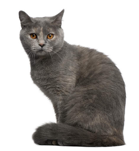 A plush coated british shorthair with amber eyes