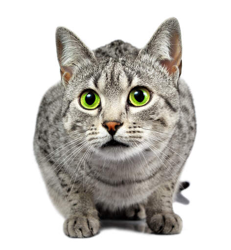 a beautiful egyptian mau with dazzling green eyes