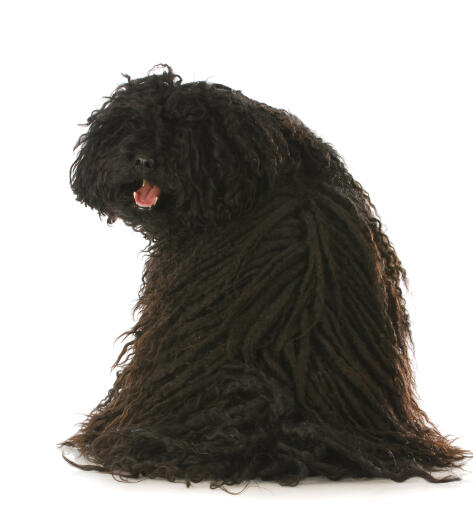 A healthy adult Puli with a wonderful, thick dreadlock style coat