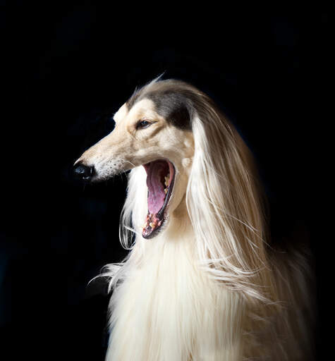 A gorgeous afghan hound showing off his huge mouth