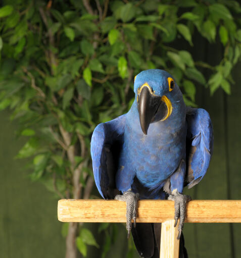 A Hyacinth Macaw's lovely yellow feathers around it's eyes