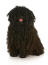 A lovely adult Puli with a healthy, brown corded coat