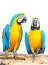 Two beautiful Blue and Yellow Macaws on a perch