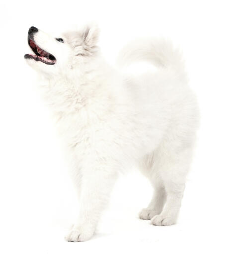 A beautiful, young Samoyed standing tall, wanting some attention