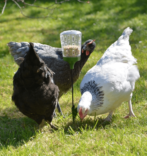 Omlet chicken peck toys for poultry coops and runs