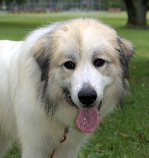 A close up of a Pyrenean Mountain Dog's beautiful, soft, white coat