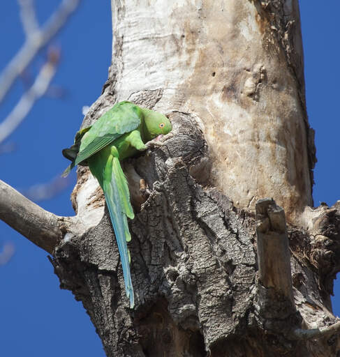 A Vernal Hanging Parrot's incredible, long, green tail feathers