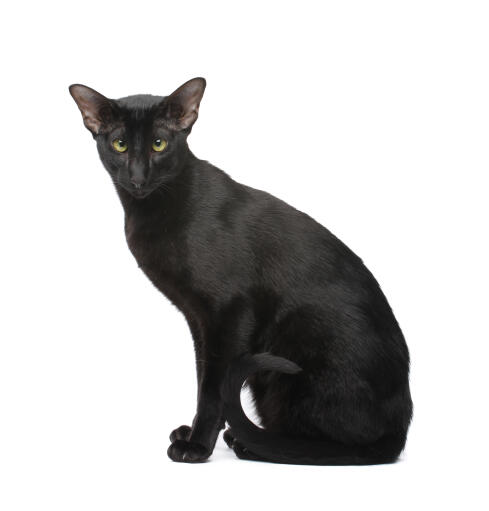 A beautiful black Oriental with a shiny Coat