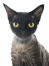 A black faced devon rex with golden eyes