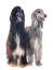 Two beautiful Afghan Hounds sat together