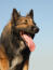 A healthy adult Belgian Tervuren with a wonderful, thick coat