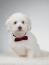 A fluffy Coton De Tulear looking cute in a bow tie