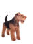 A Welsh Terrier's lovely, thick, wiry coat