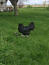 Sumatra hen with chicks in the grass