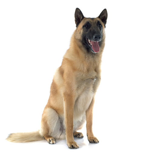 Belgian malamute shepherd on sale