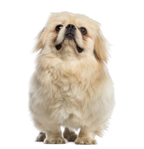 are bones easily digested by a pekingese