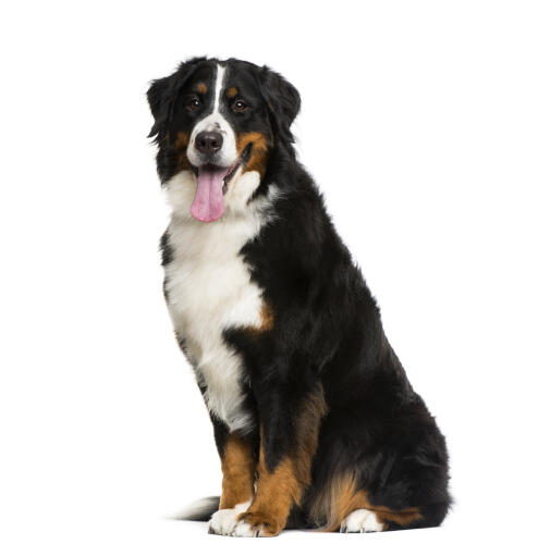 A mature adult Bernese Mountain Dog sitting beautifully