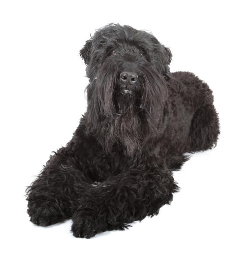 A lovely young adult Black Russian Terrier lying neatly with it's paws together