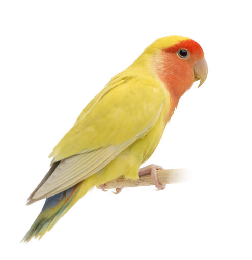 A Rosy Faced Lovebird's lovely, yellow wings and pink beak