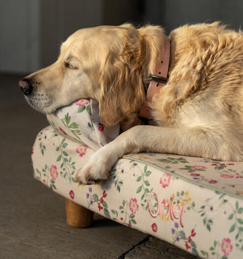 Golden Retriever sleeping on floral Bolster Dog Bed in Morning Meadow print.