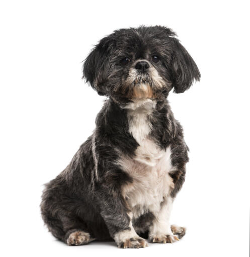 An adult Shih Tzu with a short puppy cut coat and floopy ears