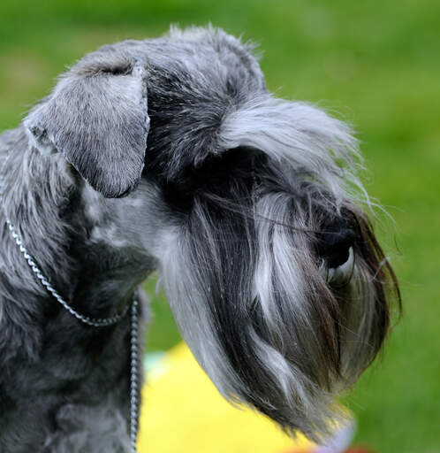 A close up of a Cesky Terrier's wonderfully groomed face