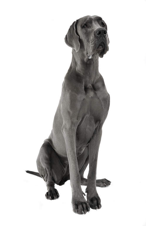 grey great dane