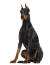 A mature adult Doberman Pinscher sitting very tall