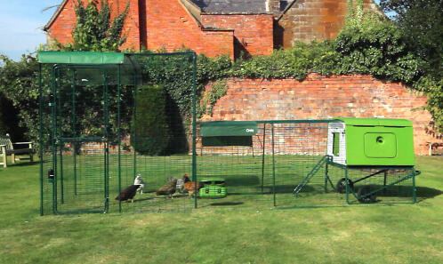 A new Eglu Cube chicken coop connected to a Walk in Chicken run