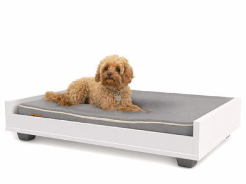 a small brown dog on a grey and white medium 36 omlet sofa bed