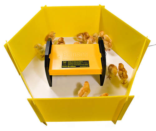 Give your chicks a spacious play pen