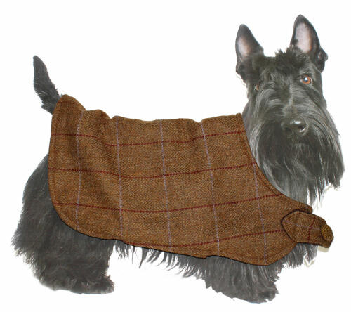 The cardboard Scottish Terrier is a big fan of the brown tweed jacket!