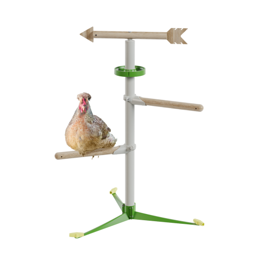 Chicken in the free standing  perch system Kit