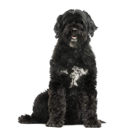 A handsome Portuguese Water Dog with thick black fur