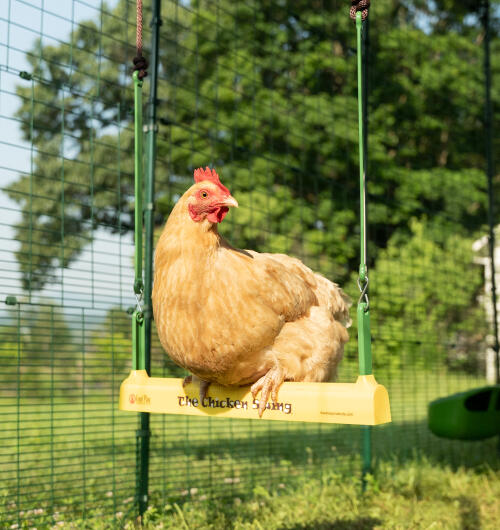 Close up of chicken perched on Chicken Swing inside Omlet Walk In Run.