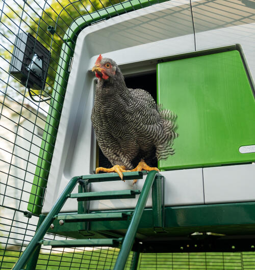chicken coming out of an automatic door on an eglu cube