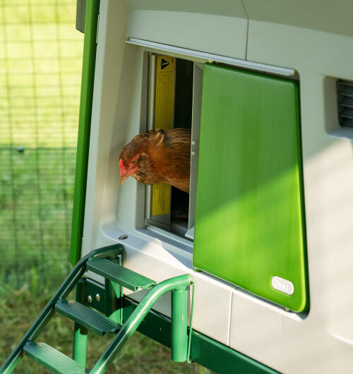 A chicken in the doorway of the automatic chicken coop door.