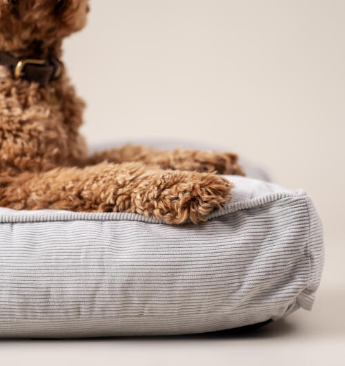 A close up of a dog resting on the Corduroy Pebble cushion dog bed
