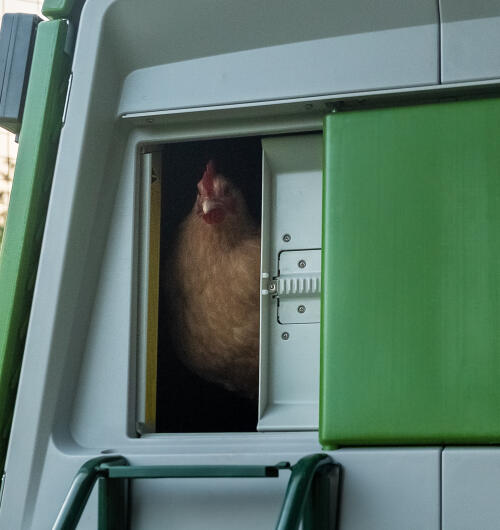 chicken looking out from a closing autodoor