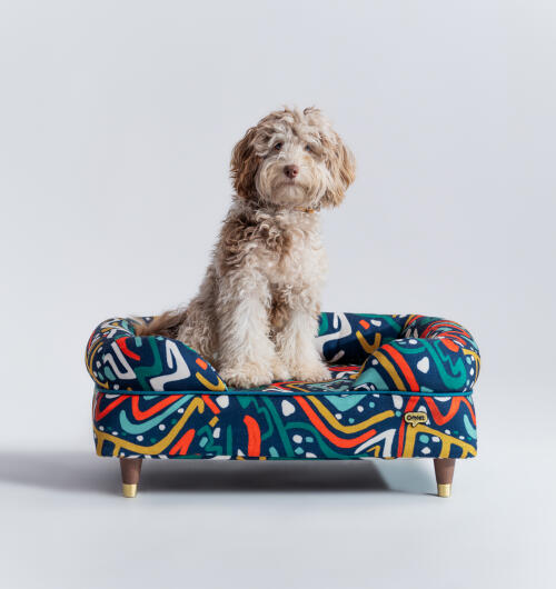 fluffy dog sitting in a brightly coloured bolster bed