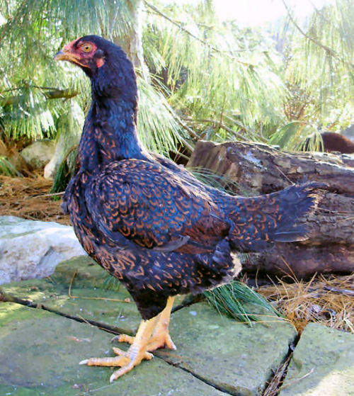 Indian Game Chickens Indian Game For Sale