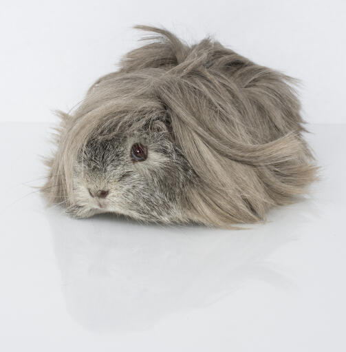 A beautiful little Peruvian Guinea Pig with long grey fur