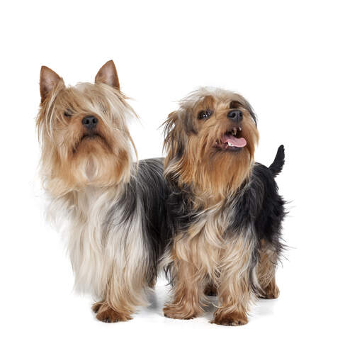 Silky terrier puppies for sale best sale near me
