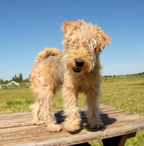 A lovely little Lakeland Terrier standing up on top of a picnic table