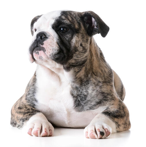 Bulldog sale