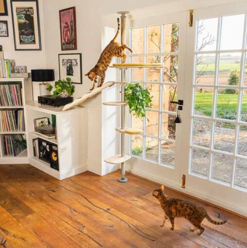 Cats climbing the Omlet Freestyle Indoor Cat Tree