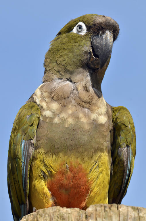 Burrowing Parakeet | Parrots | Breed Information | Omlet