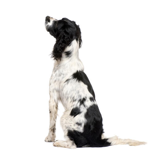 English spaniel 2025 black and white